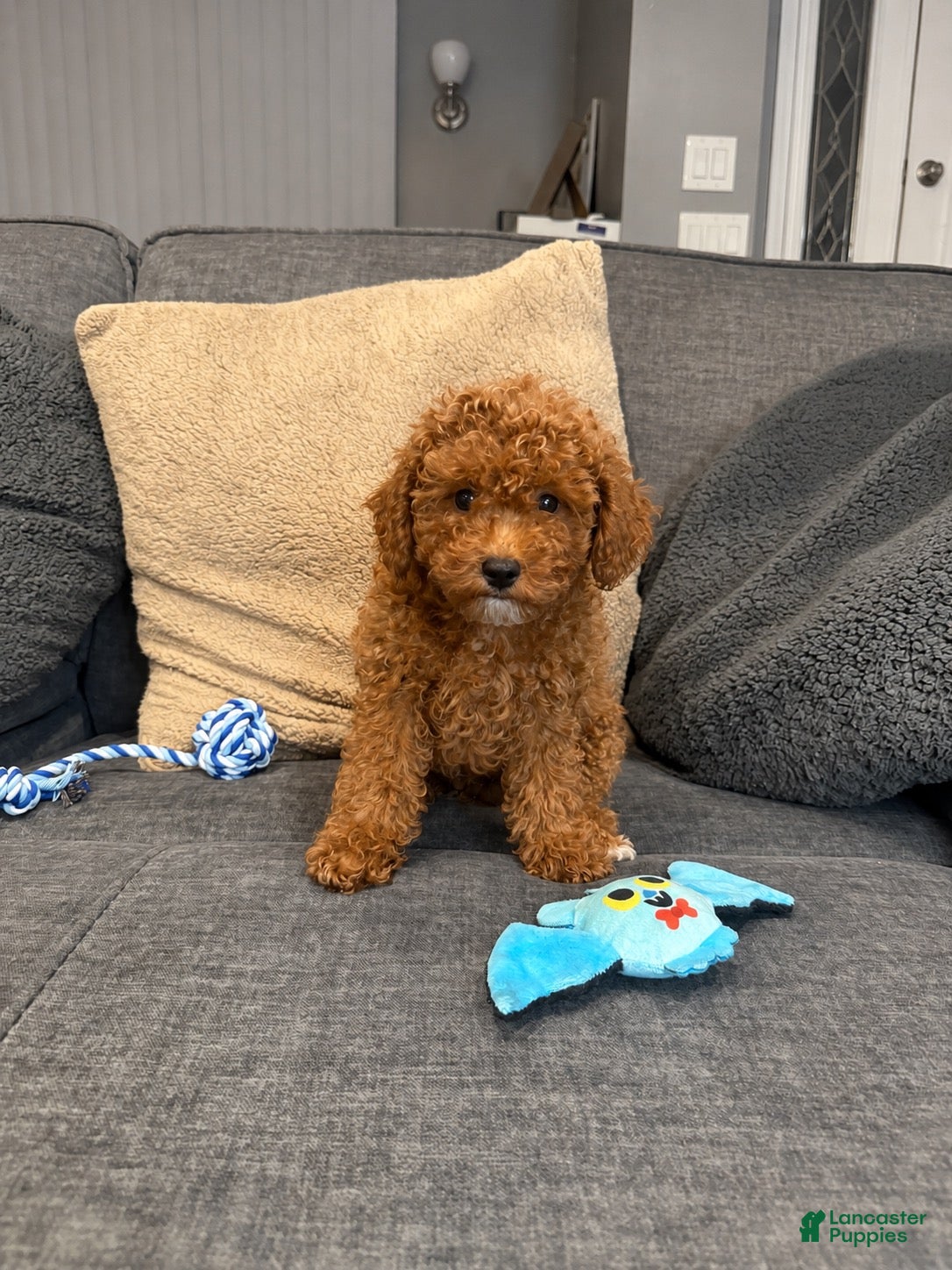 Mini Goldendoodle dogs for sale: Freddy - Ad 1