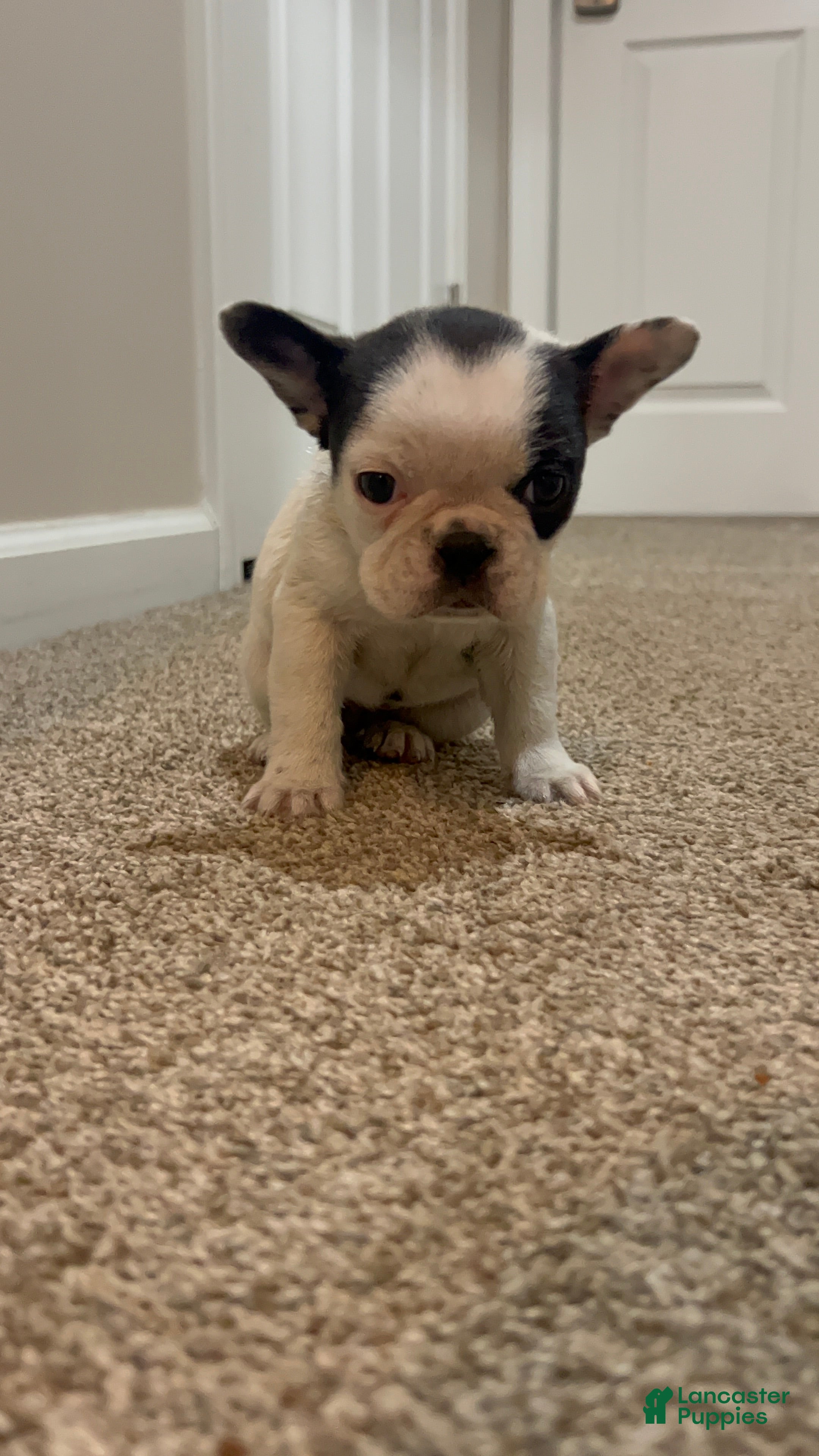 Frenchton dogs Nala  - Ad 2