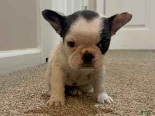 Frenchton dogs Nala - Ad 2