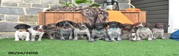 German Shorthaired Pointer dogs for sale: Sasha - Ad 5