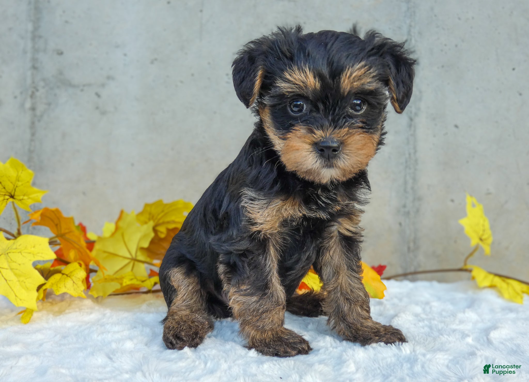 Yorkiepoo Puppies for sale Lancaster Puppies