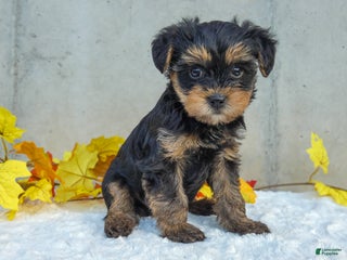 Yorkiepoo dogs - Ad 25