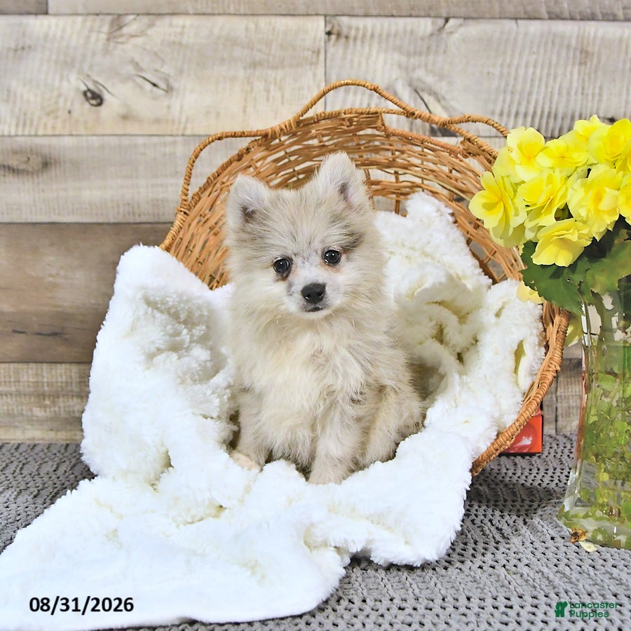 Pomeranian dogs Luke - Ad 1