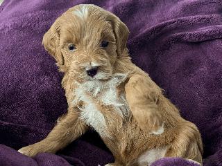 Mini Goldendoodle dogs - Ad 5