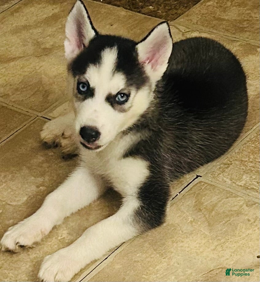 Siberian Husky dogs Siberian Husky 4 luna - Ad 2
