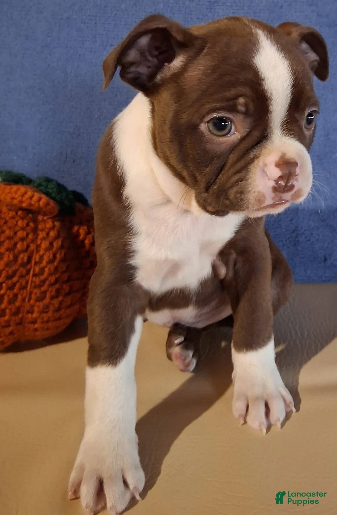 Boston Terrier dogs for sale: Iris - Ad 7