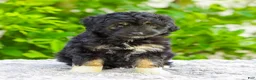 Mini Aussiedoodle dogs for sale: Vanessa - Ad 6