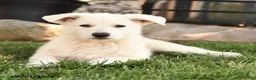 German Shepherd dogs for sale: Summer - Ad 4