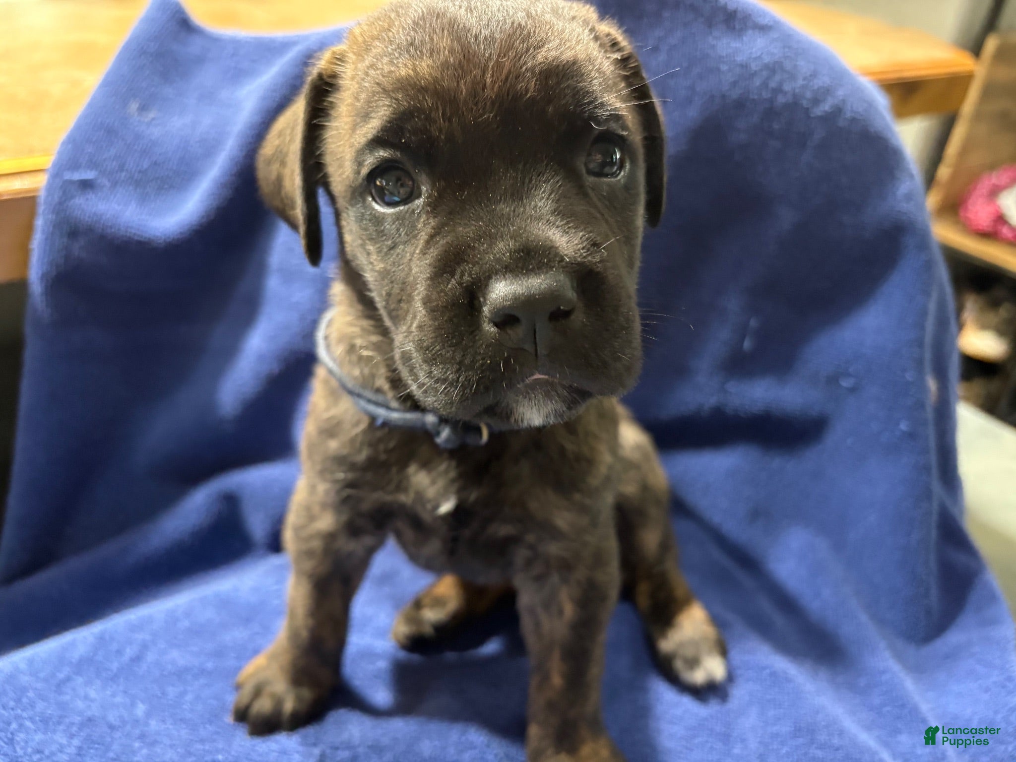 Cane Corso dogs for sale: Gray collar, female, Bonnie  - Ad 2