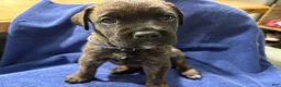 Cane Corso dogs for sale: Gray collar, female, Bonnie  - Ad 1
