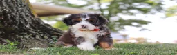 Mini Bernedoodle dogs for sale: Benson - Ad 3