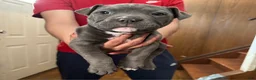 American Bully dogs for sale:  "SNOOP DOGG" - Ad 1