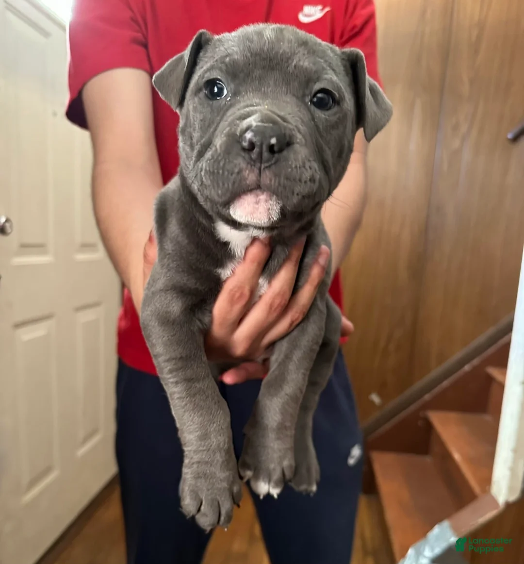 American Bully dogs for sale:  "SNOOP DOGG" - Ad 1