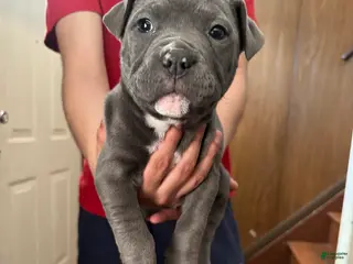 American Bully dogs "SNOOP DOGG" - Ad 26