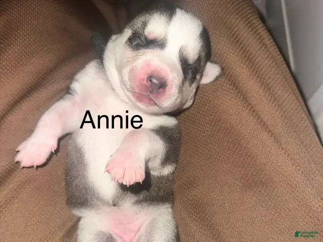 Siberian Husky dogs for sale: Annie Grace - Ad 1