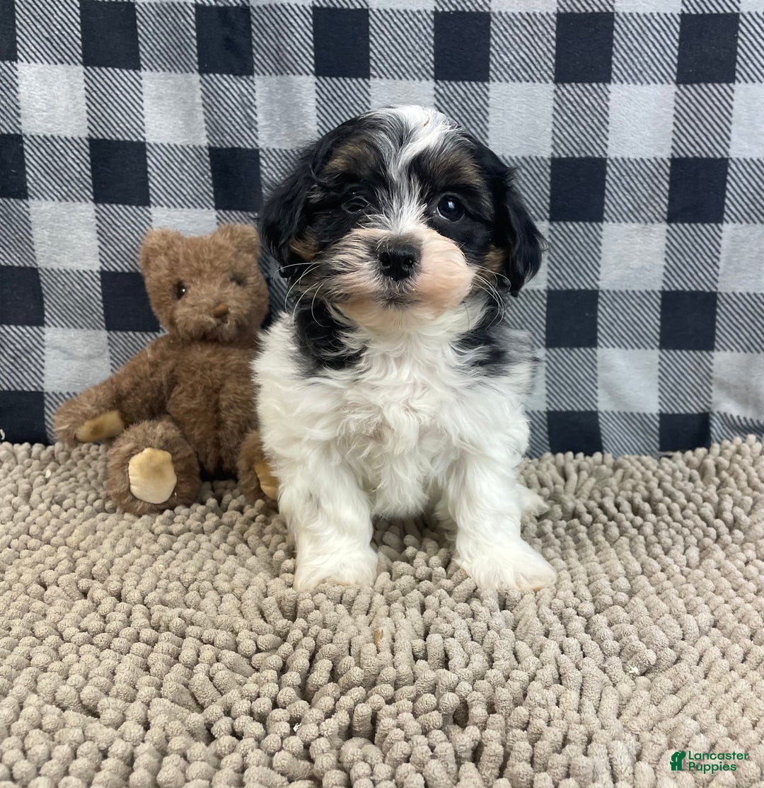 Teddy Bear dogs for sale: Jonah - Ad 4