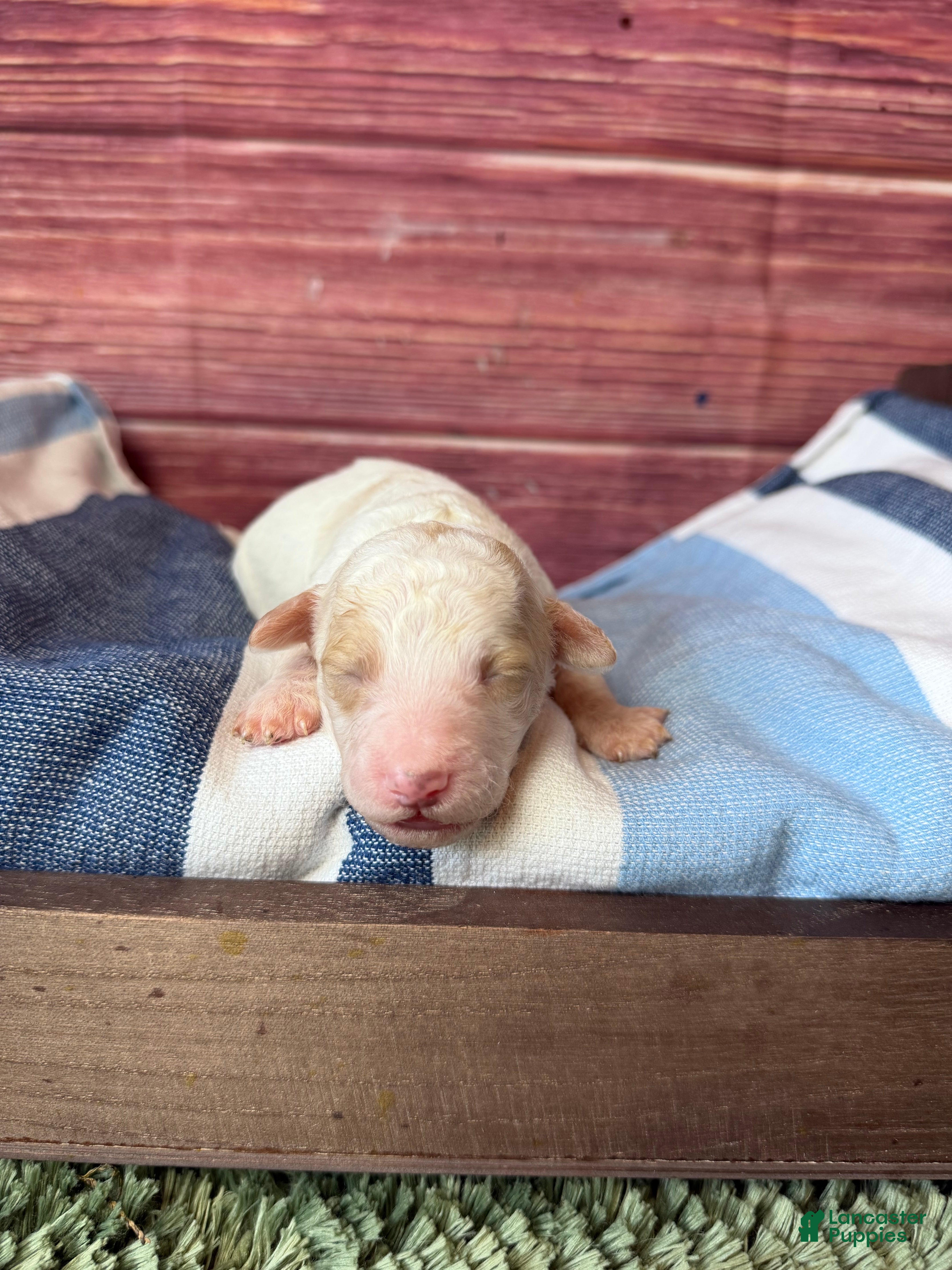 Maltipoo dogs atlas - Ad 1