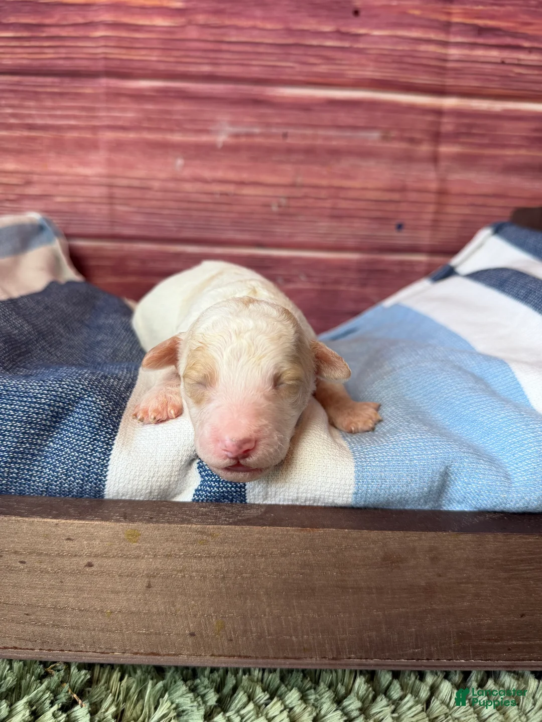 Maltipoo dogs for sale: atlas - Ad 1