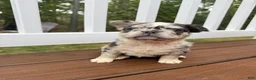 French Bulldog dogs for sale: Bella - Ad 3