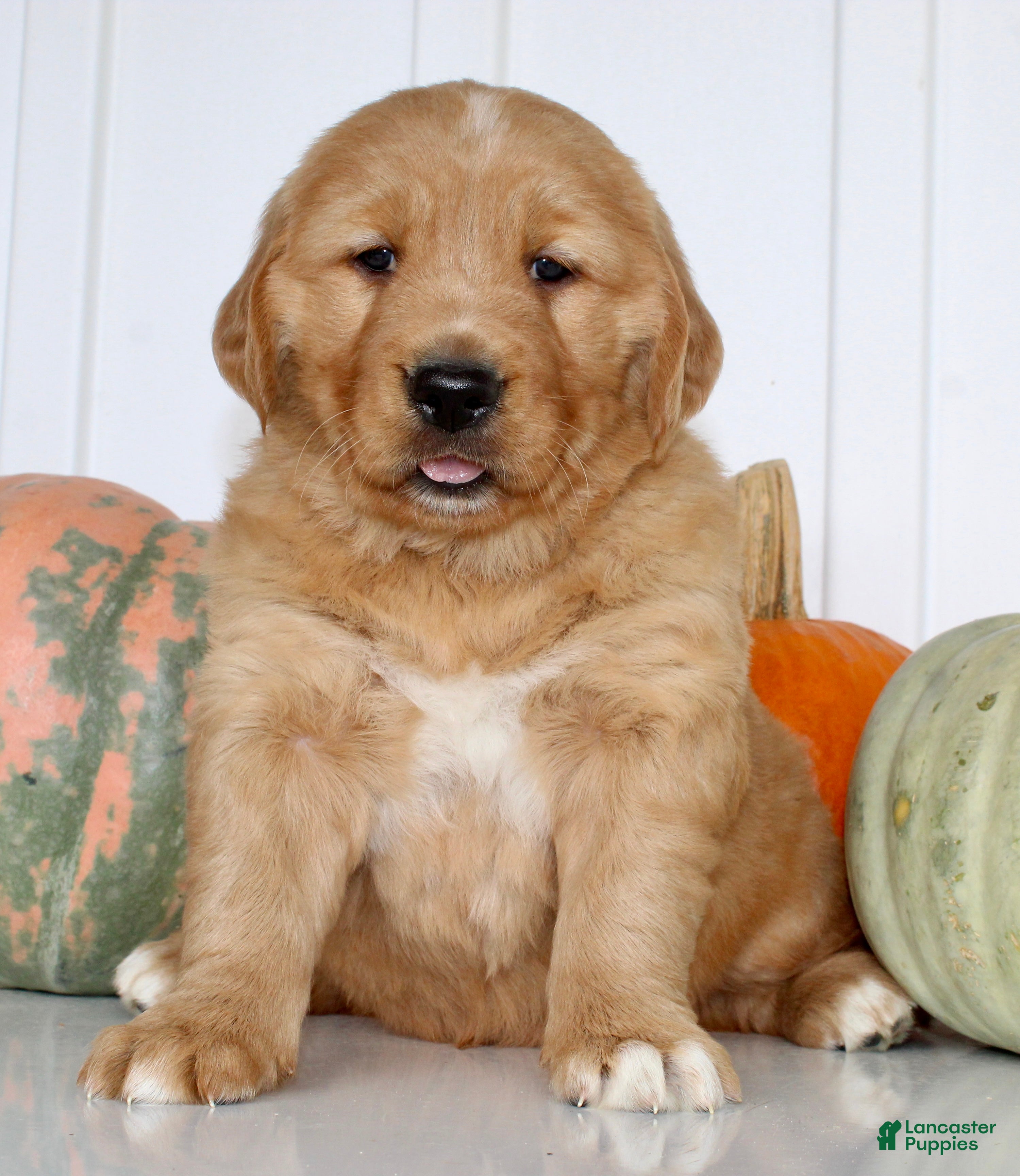 Golden Retriever dogs for sale: Brice Male AKC Golden Retriever - Ad 2