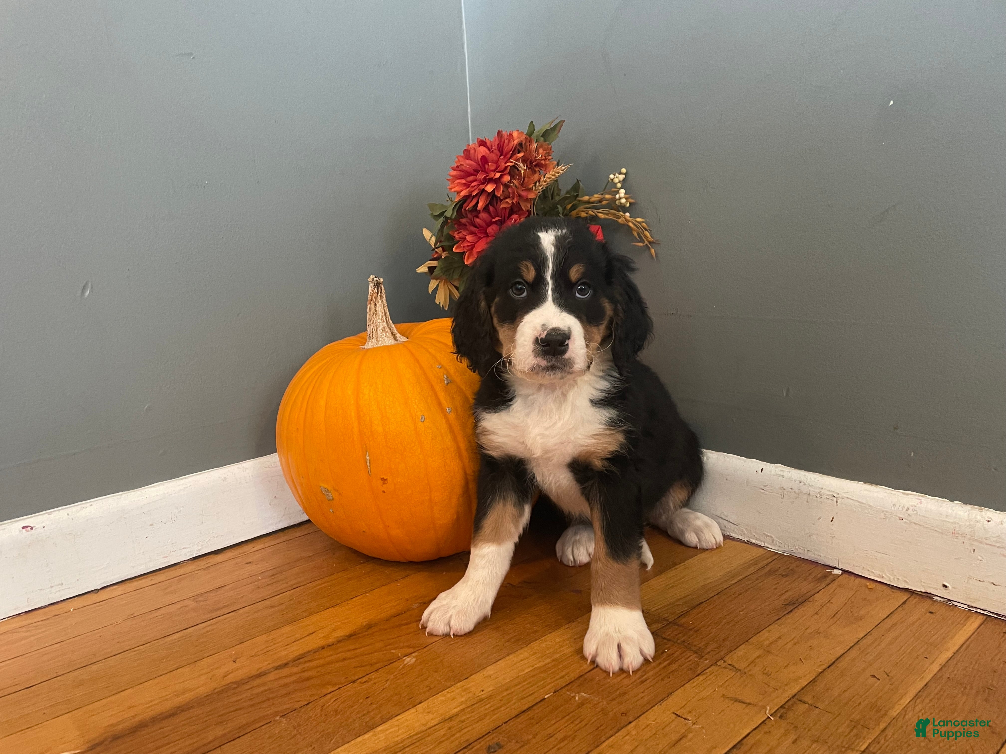 Mixed Breed dogs Barkley - Ad 8