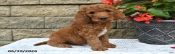Goldendoodle dogs for sale: Jasper - Ad 3