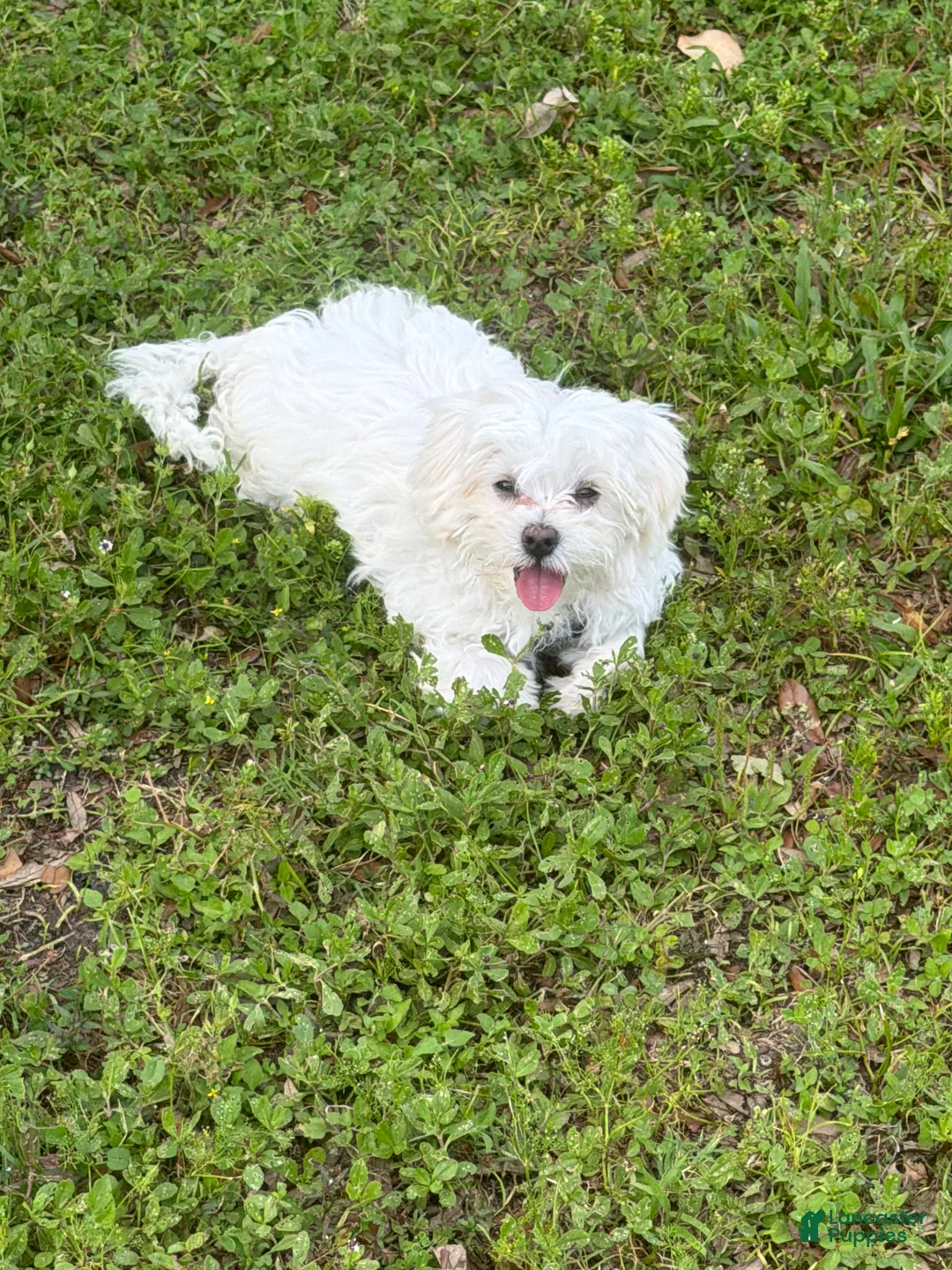 Maltese dogs for sale: Coco - Ad 1