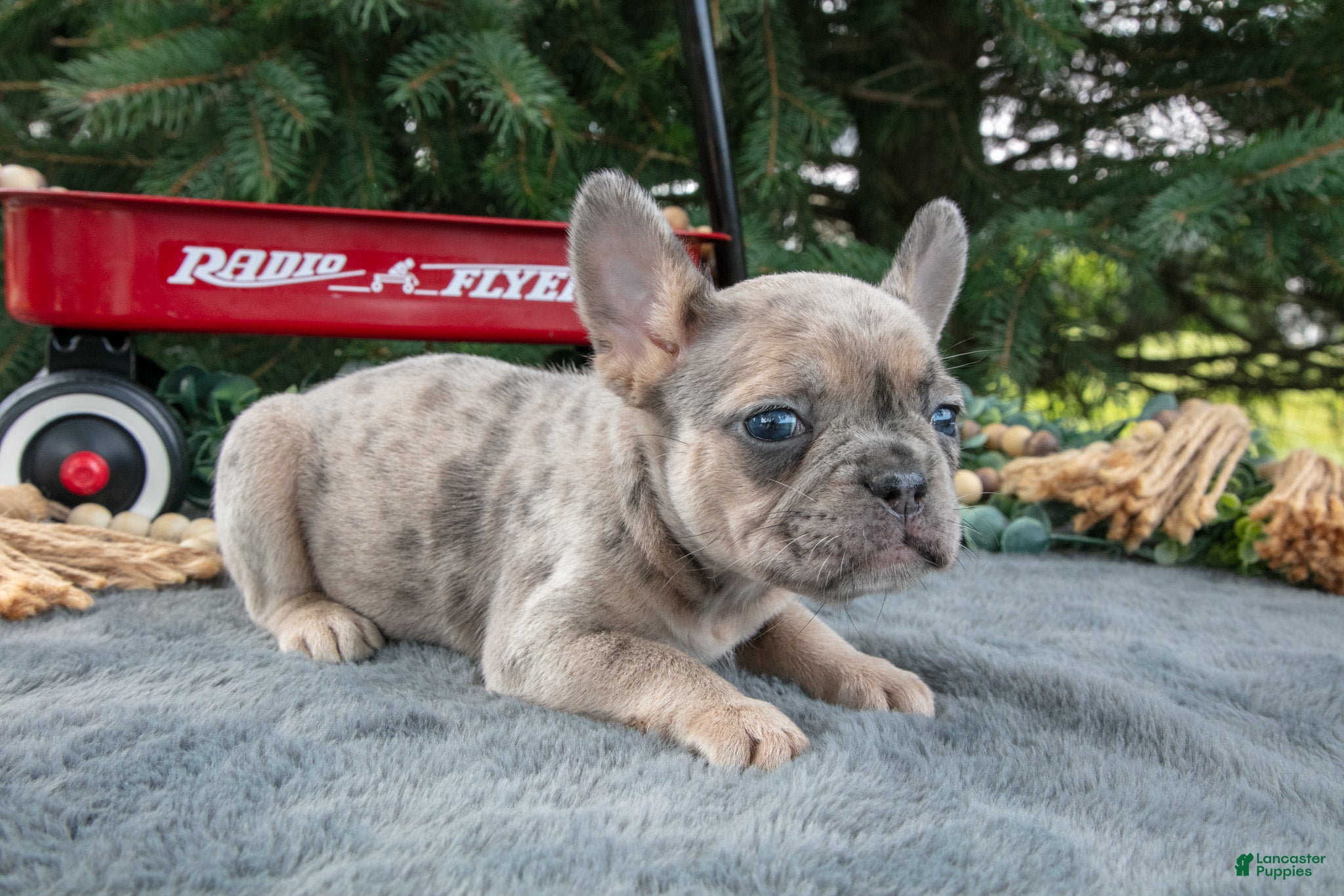 French Bulldog dogs Fracnes - Ad 2