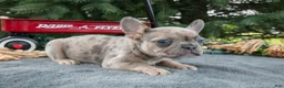 French Bulldog dogs for sale: Fracnes - Ad 2