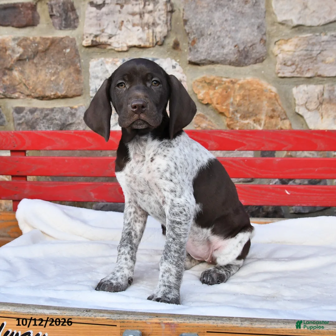 German Shorthaired Pointer dogs for sale: Mango - Ad 1