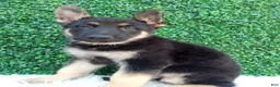German Shepherd dogs for sale: Max - Ad 3