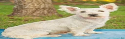 West Highland Terrier dogs for sale: Surfer - Ad 4