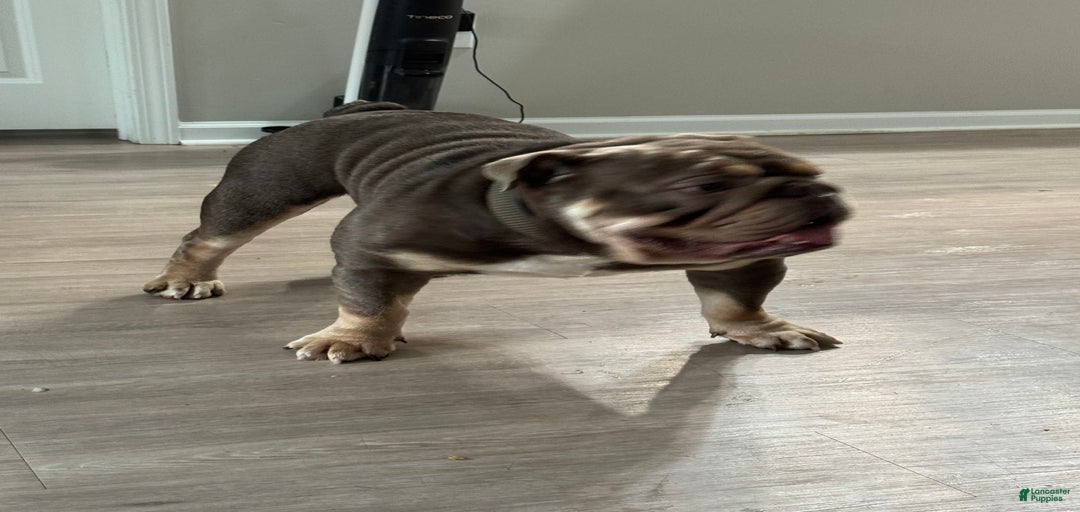 Gallery Image {{count}}