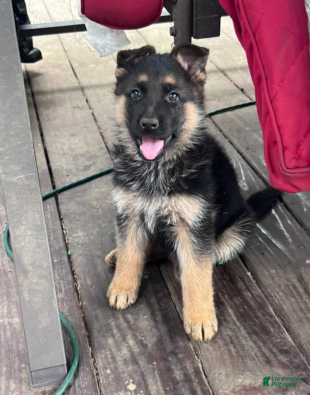 Gallery Image {{count}}