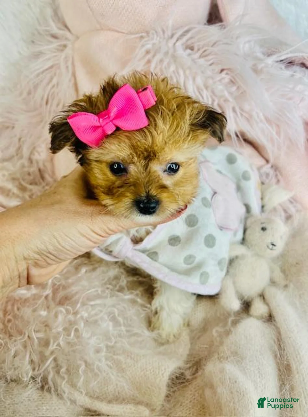 Pomapoo dogs for sale: Pomapoo Puppy 1 - Ad 1