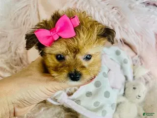 Pomapoo dogs Pomapoo Puppy 1 - Ad 2