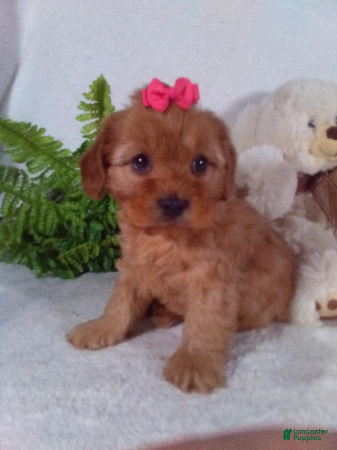 Cavapoo dogs for sale: Jewel - Ad 4