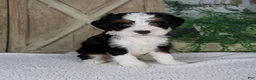Mini Bernedoodle dogs for sale: Tiffany - Ad 1