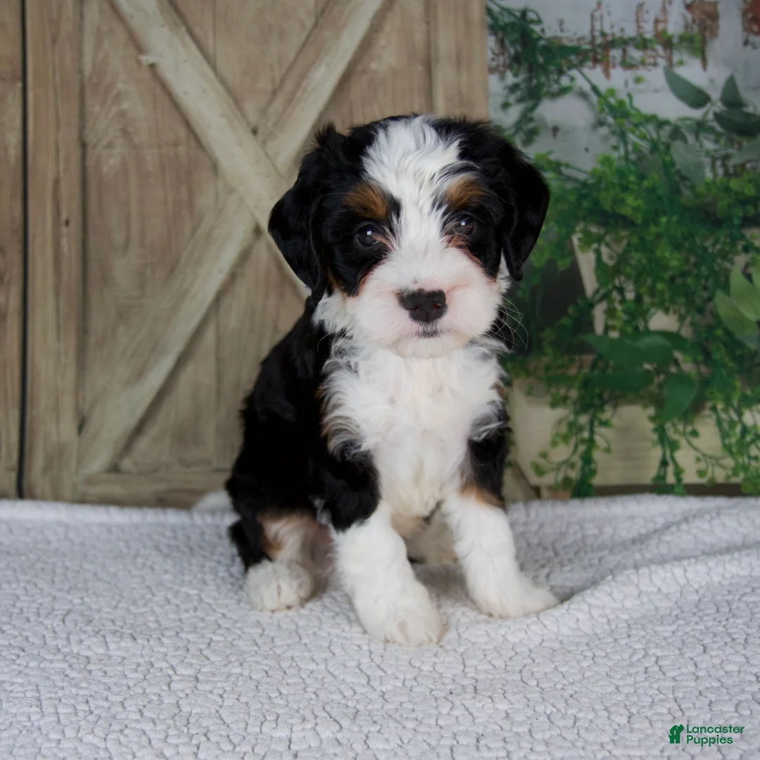 Mini Bernedoodle dogs for sale: Tiffany - Ad 1