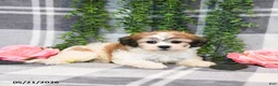 Teddy Bear dogs for sale: Spencer - Ad 5