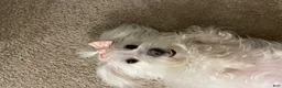 Mixed Breed dogs for sale: Mixed Breed 1 - Ad 3