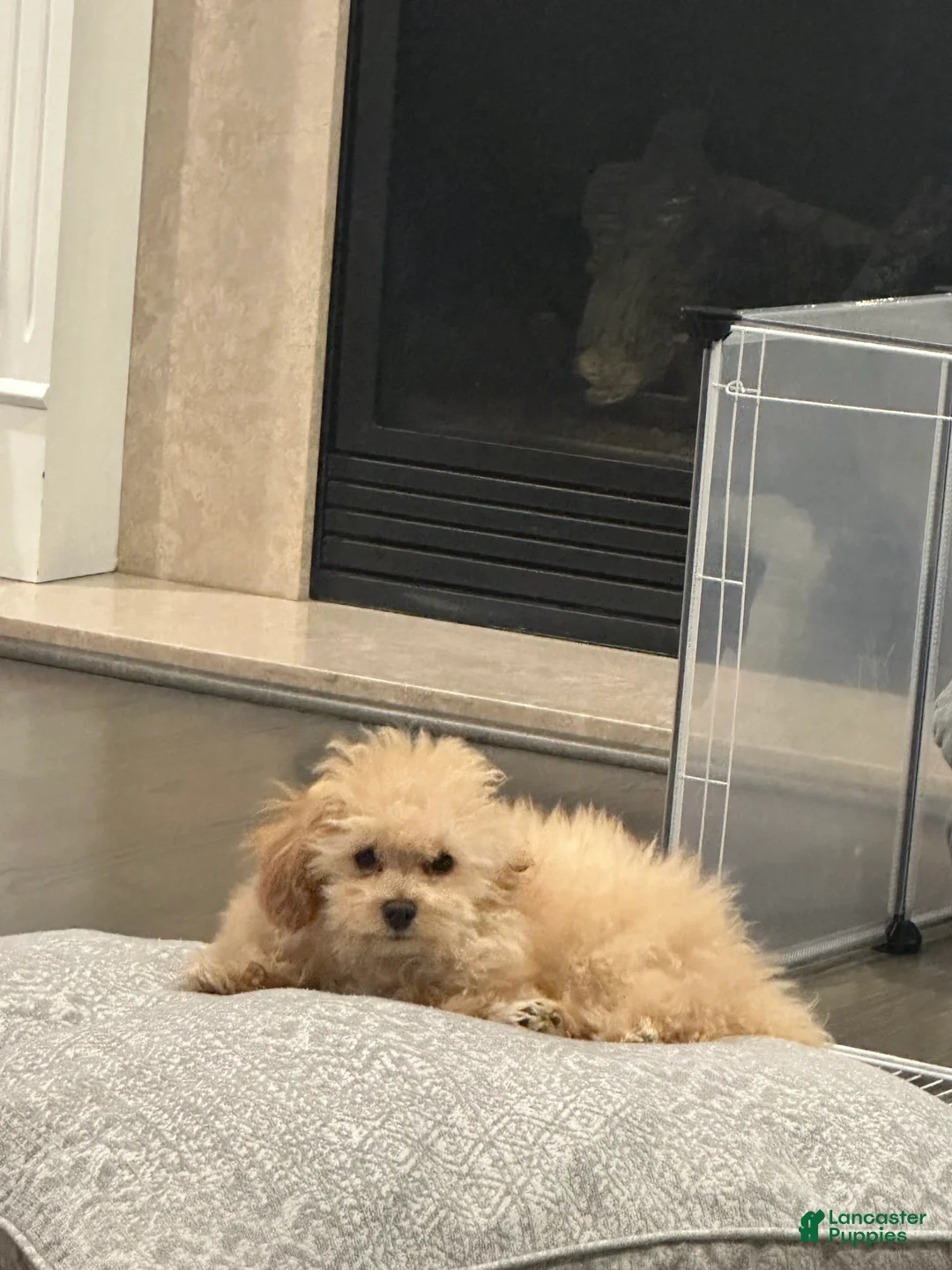 Gallery Image {{count}}