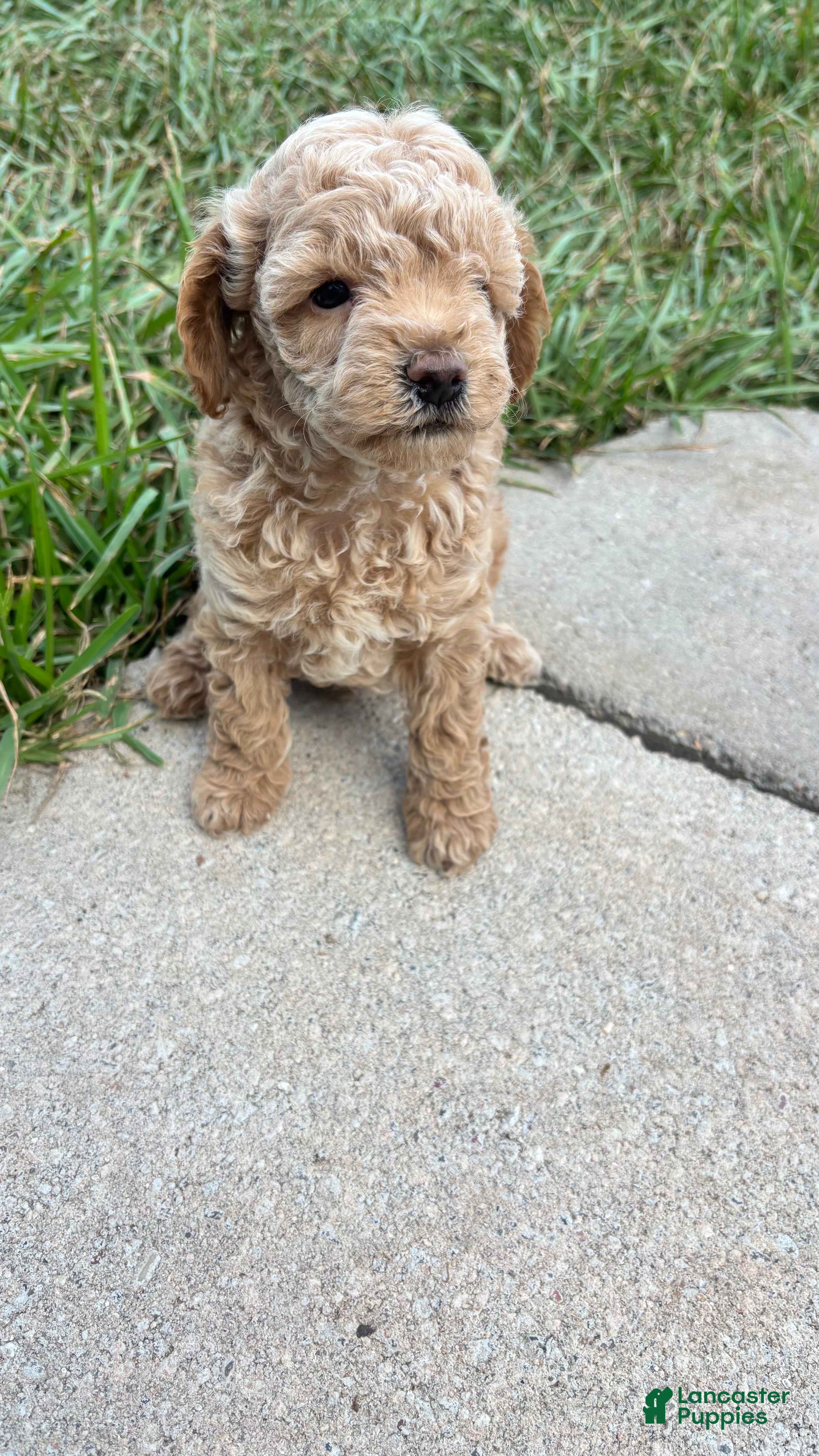 Toy Poodle dogs Toy Poodle Puppy 2 - Ad 2