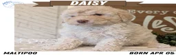 Maltipoo dogs for sale: Daisy - Ad 1