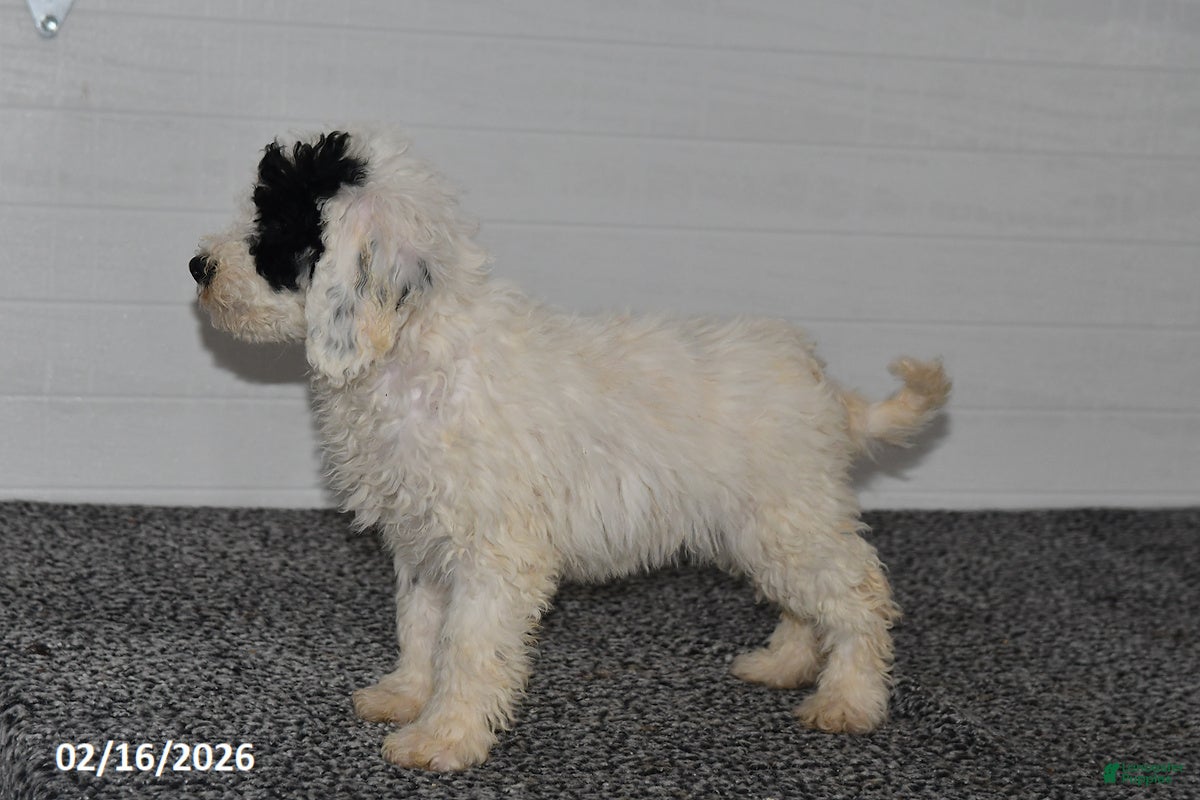 Mini Sheepadoodle dogs Elsa - Ad 2