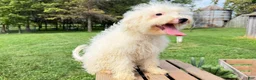 Mini Bernedoodle dogs for sale: Pretzel - Ad 2