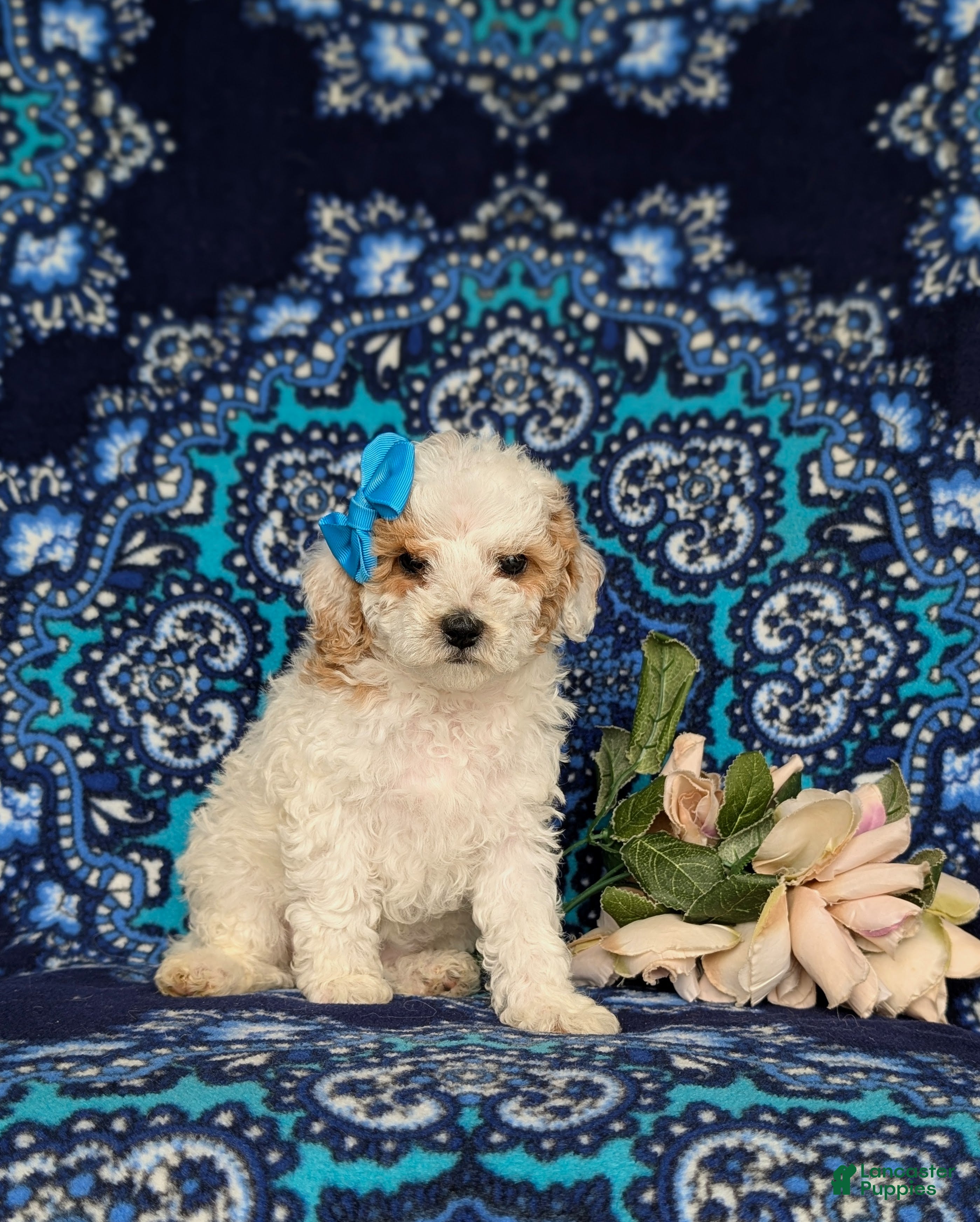 Miniature Poodle dogs for sale: Poloma - Ad 3
