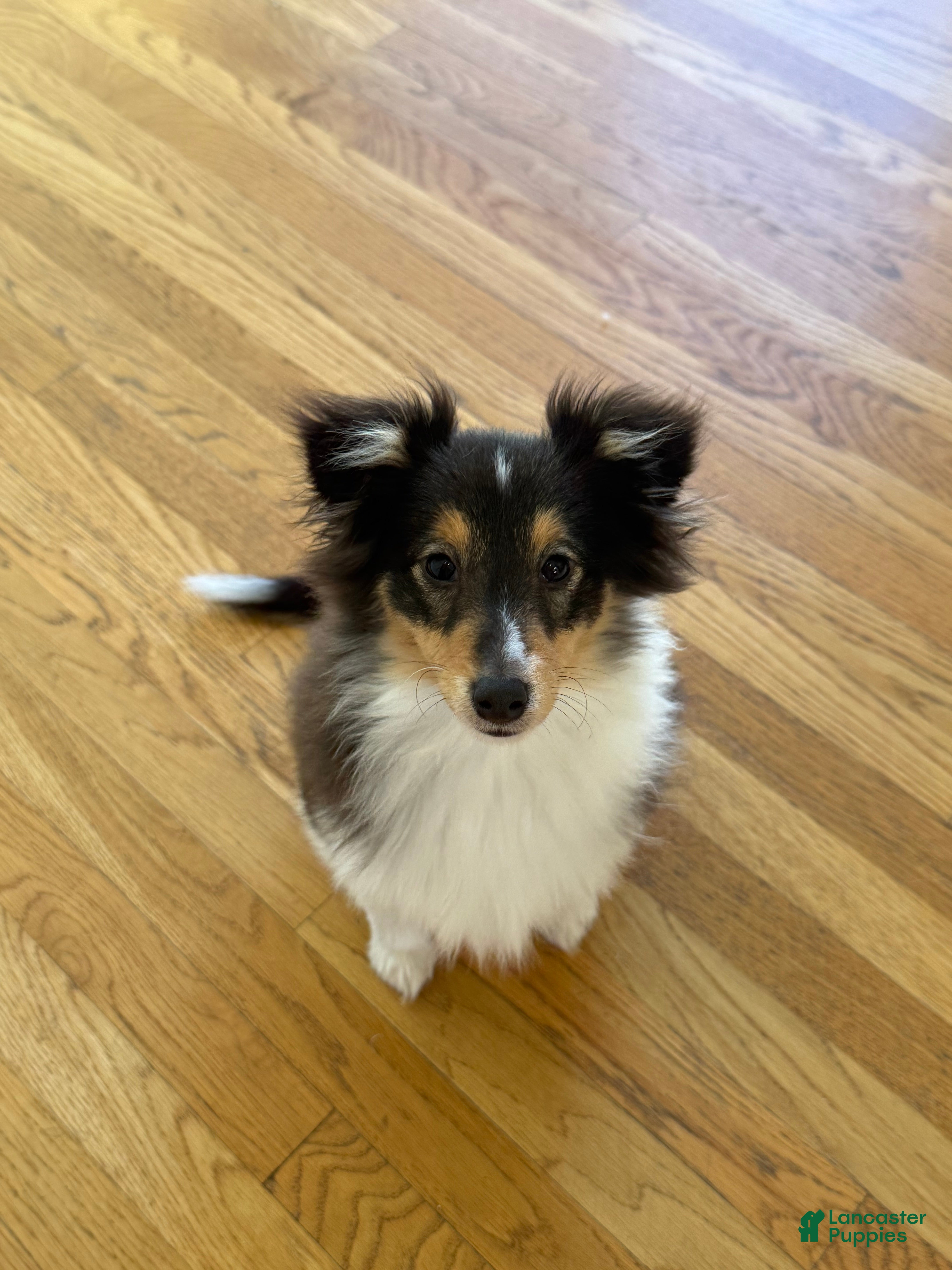 Shetland Sheepdog dogs Millie - Ad 40