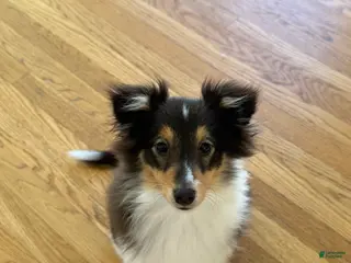 Shetland Sheepdog dogs Millie - Ad 34