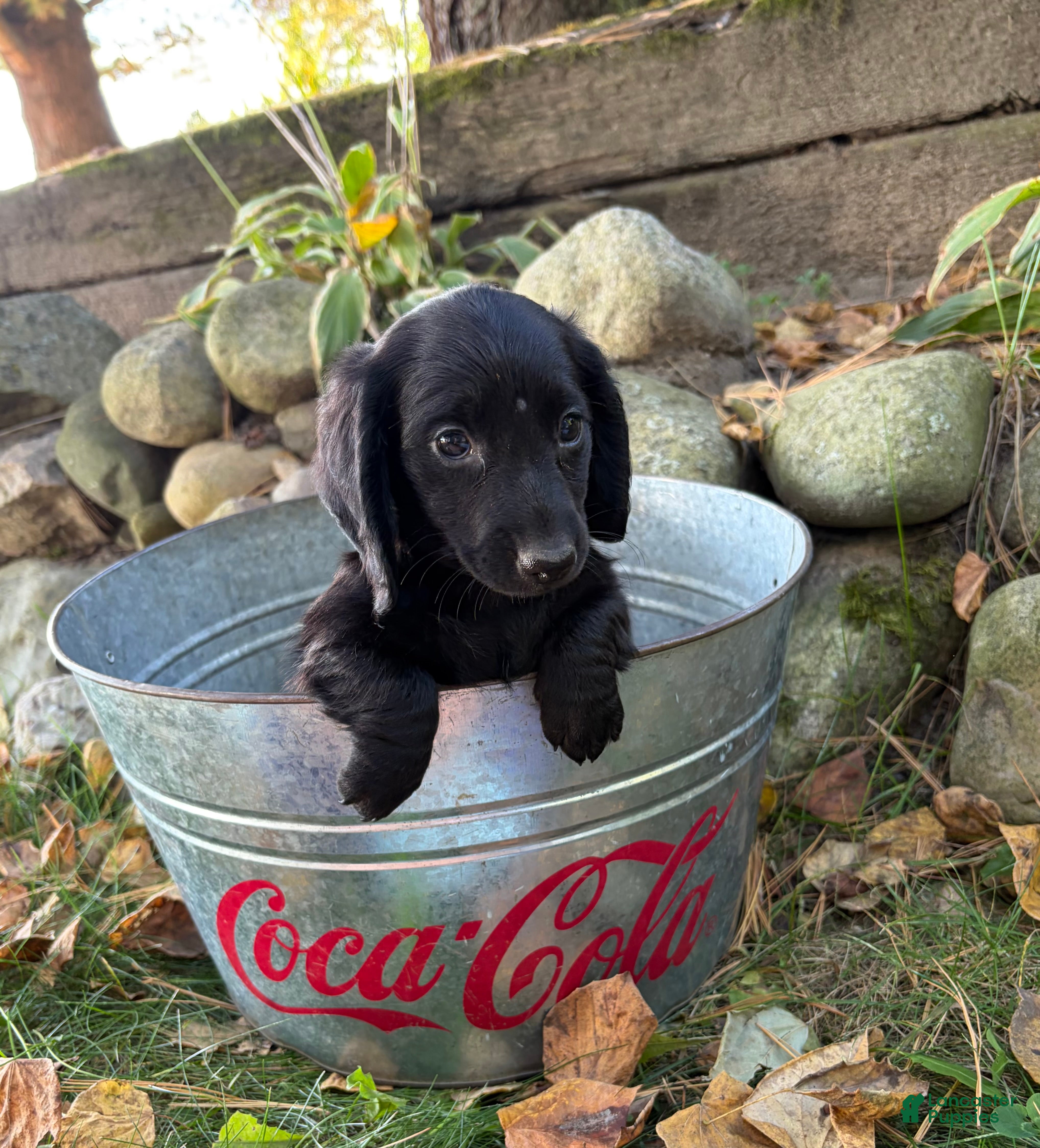 Dachshund dogs Tessa - Ad 2